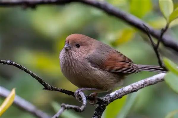 黄豆鸟的饲料怎么制做，用熟蛋黄、果蔬等食物去搭配