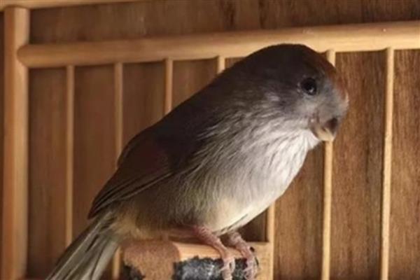 黄豆鸟的饲料怎么制做，用熟蛋黄、果蔬等食物去搭配