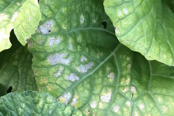 雨季容易出现的病害，主要有霜霉病、炭疽病等