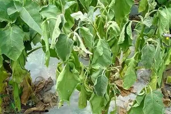 雨季容易出现的病害，主要有霜霉病、炭疽病等