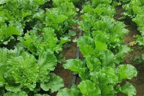 雨季容易出现的病害，主要有霜霉病、炭疽病等