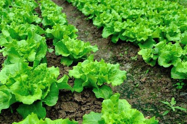 雨季容易出现的病害，主要有霜霉病、炭疽病等