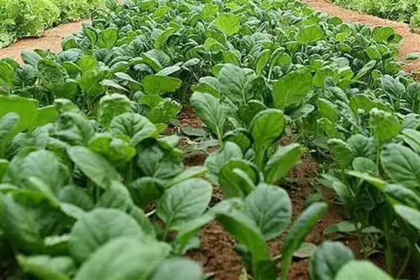 雨季容易出现的病害，主要有霜霉病、炭疽病等