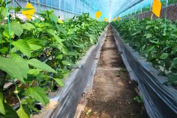 雨季容易出现的病害，主要有霜霉病、炭疽病等