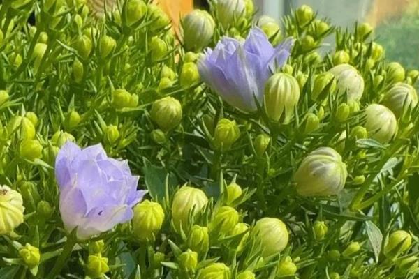 丹麦风铃的花期,花期约有两个月长