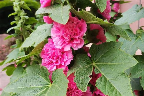 蜀葵盆栽如何种植,可以在春夏秋4-10月份进行