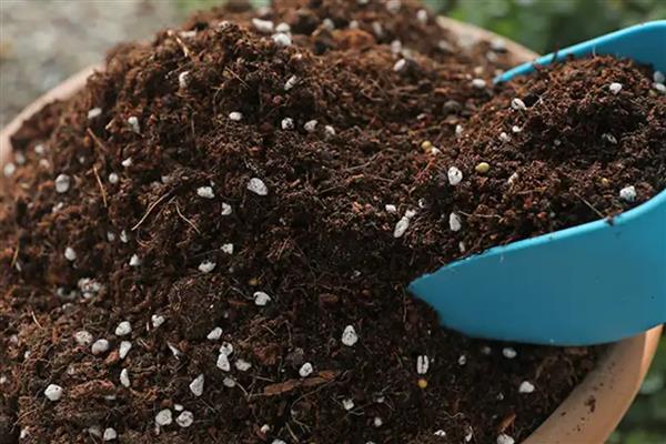 蜀葵盆栽如何种植,可以在春夏秋4-10月份进行