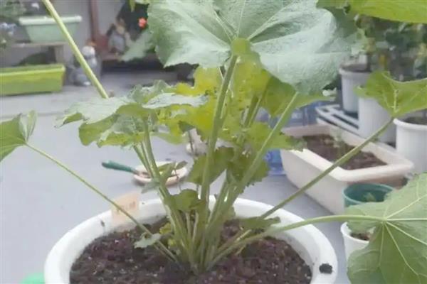 蜀葵盆栽如何种植,可以在春夏秋4-10月份进行