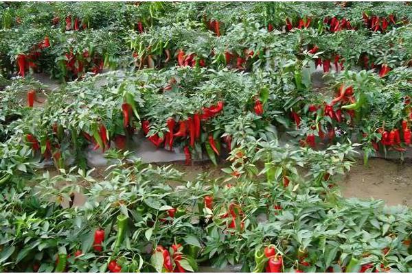 我国的辣椒产地,主产于湖南、四川、贵州等省份