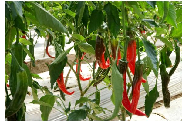 我国的辣椒产地,主产于湖南、四川、贵州等省份