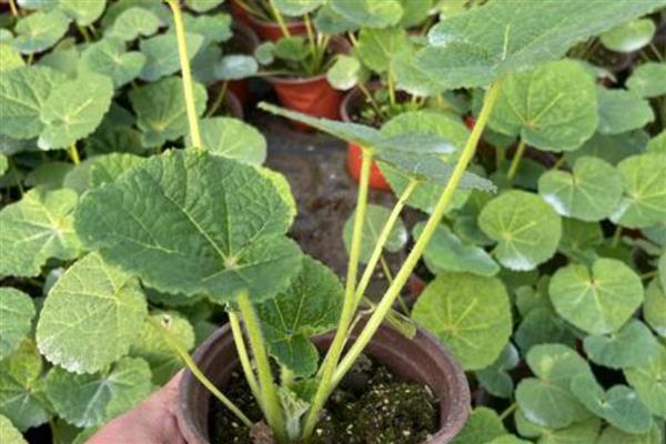 蜀葵盆栽如何种植,可以在春夏秋4-10月份进行