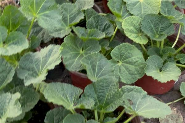 蜀葵盆栽如何种植,可以在春夏秋4-10月份进行