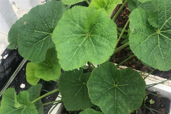 蜀葵盆栽如何种植,可以在春夏秋4-10月份进行