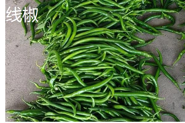 我国的辣椒产地,主产于湖南、四川、贵州等省份