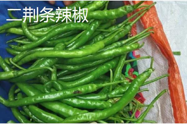 我国的辣椒产地,主产于湖南、四川、贵州等省份