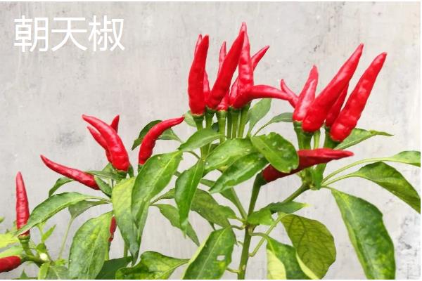 我国的辣椒产地,主产于湖南、四川、贵州等省份