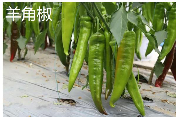 我国的辣椒产地,主产于湖南、四川、贵州等省份