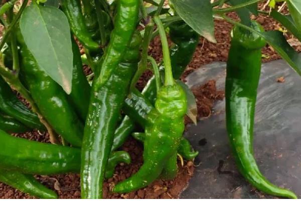 我国的辣椒产地,主产于湖南、四川、贵州等省份