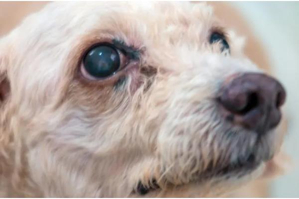 狗狗泪痕是如何形成的,是先天鼻泪管狭窄引起的