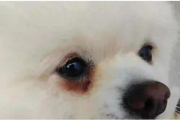 狗狗泪痕是如何形成的,是先天鼻泪管狭窄引起的