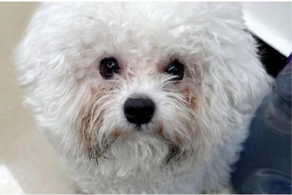 狗狗泪痕是如何形成的,是先天鼻泪管狭窄引起的