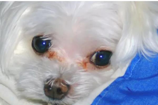 狗狗泪痕是如何形成的,是先天鼻泪管狭窄引起的