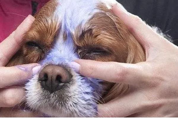 狗狗泪痕是如何形成的,是先天鼻泪管狭窄引起的