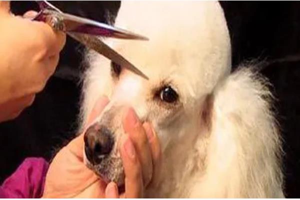 狗狗泪痕是如何形成的,是先天鼻泪管狭窄引起的