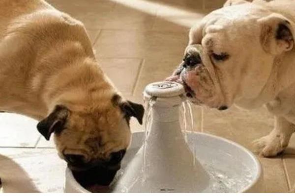 狗狗泪痕是如何形成的,是先天鼻泪管狭窄引起的