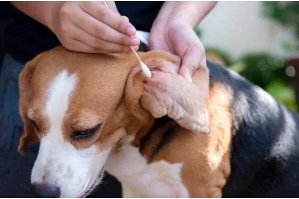 狗狗泪痕是如何形成的,是先天鼻泪管狭窄引起的