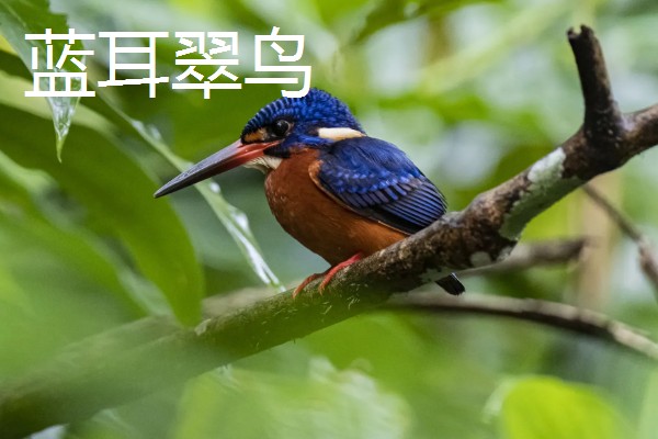 翠鸟的食物，主食小型鱼类