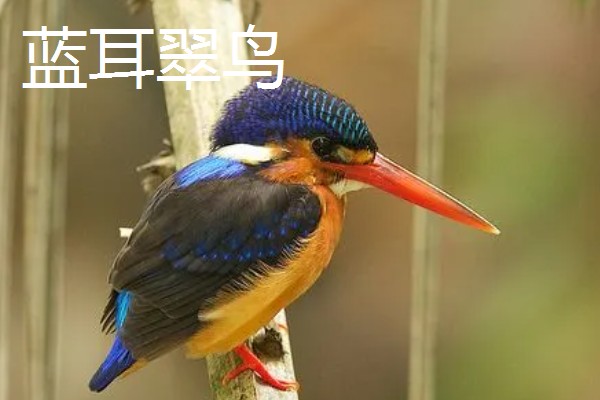 翠鸟的食物，主食小型鱼类