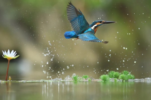 翠鸟的食物，主食小型鱼类