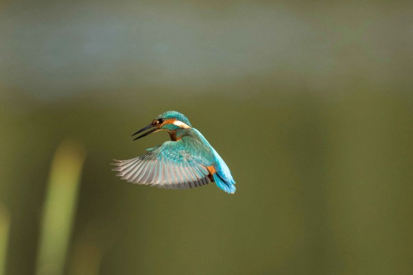翠鸟的食物，主食小型鱼类