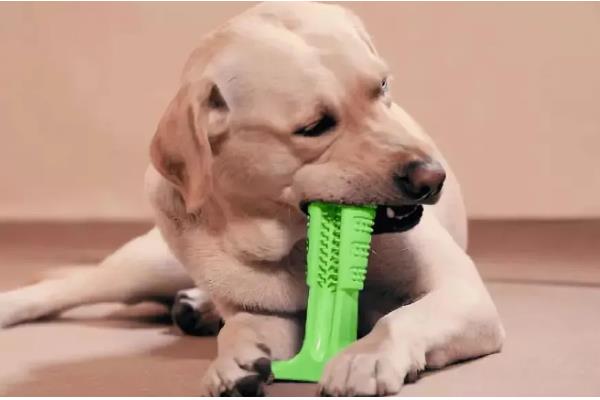 狗狗泪痕是如何形成的,是先天鼻泪管狭窄引起的