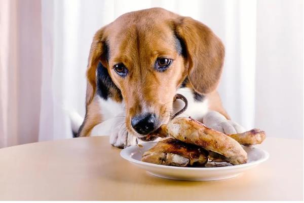 狗狗泪痕是如何形成的,是先天鼻泪管狭窄引起的