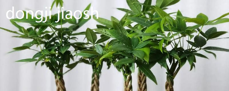 发财树冬天如何浇水，浇水频率不宜过多