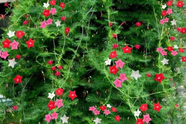 羽叶茑萝从播种到开花要多长时间，需要三个月左右