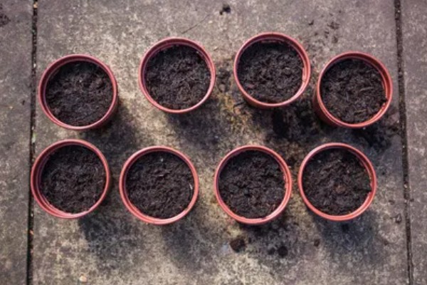 羽叶茑萝从播种到开花要多长时间，需要三个月左右