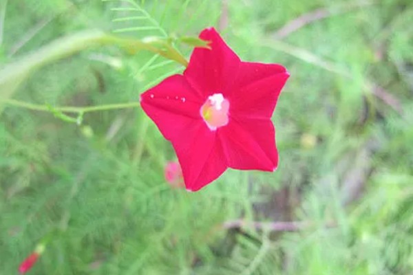 羽叶茑萝从播种到开花要多长时间，需要三个月左右