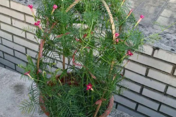 羽叶茑萝从播种到开花要多长时间，需要三个月左右