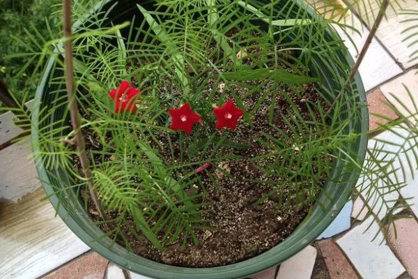 羽叶茑萝从播种到开花要多长时间，需要三个月左右