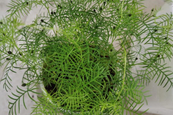 羽叶茑萝从播种到开花要多长时间，需要三个月左右