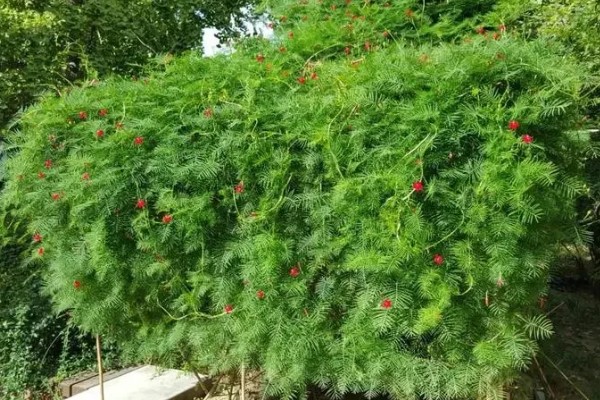羽叶茑萝从播种到开花要多长时间，需要三个月左右