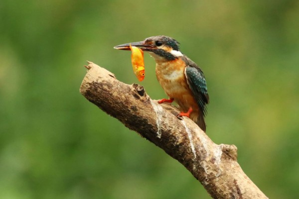 翠鸟的食物，主食小型鱼类