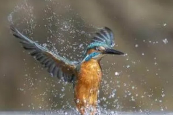 翠鸟的食物，主食小型鱼类