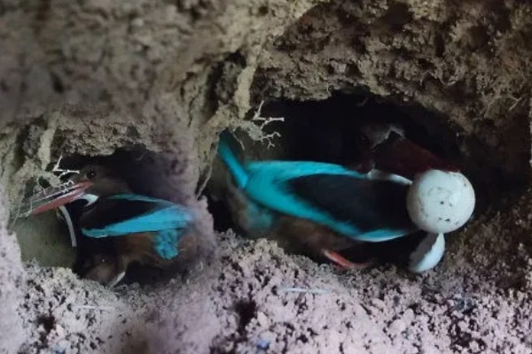 翠鸟的食物，主食小型鱼类