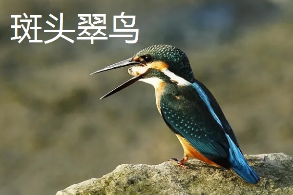 翠鸟的食物，主食小型鱼类