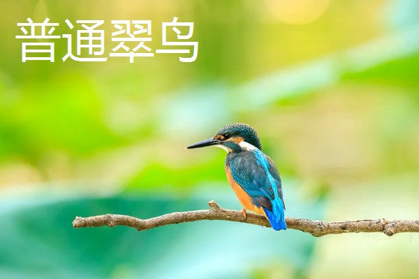 翠鸟的食物，主食小型鱼类