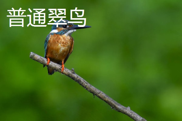 翠鸟的食物，主食小型鱼类